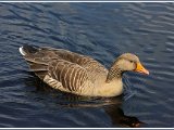 NH1 3 Greylag Goose